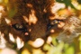 le renard