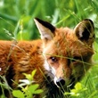 Renard