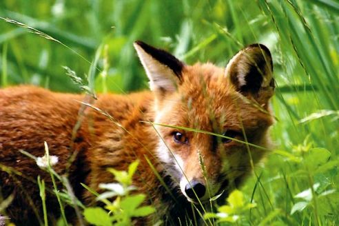 Renard