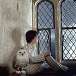 daniel radcliffe et sa chouette edwige