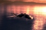 un avion - Furtif