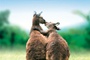 Affiche du film Les Animaux amoureux