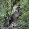 biche - Les Animaux amoureux - Les Animaux amoureux 