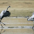 cigogne - Les Animaux amoureux