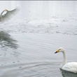 cygnes - Les Animaux amoureux