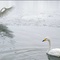 cygnes - Les Animaux amoureux - Les Animaux amoureux 