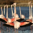flamant rose - Les Animaux amoureux