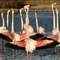 flamant rose - Les Animaux amoureux - Les Animaux amoureux 