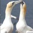 oiseaux 2 - Les Animaux amoureux