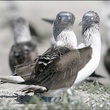 oiseaux 3 - Les Animaux amoureux