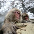 singes 2 - Les Animaux amoureux