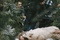mathilde goffart 2 - Survivre avec les loups