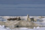 ours 2 - Arctic Tale