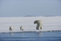 ours 4 - Arctic Tale