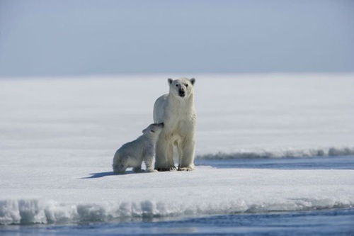ours 5 - Arctic Tale