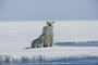 ours 5 - Arctic Tale