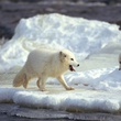 ours blanc - Arctic Tale