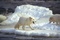 ours blanc - Arctic Tale