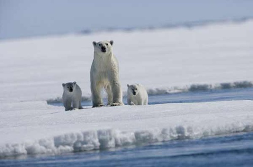 ours - Arctic Tale