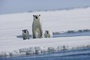 ours - Arctic Tale