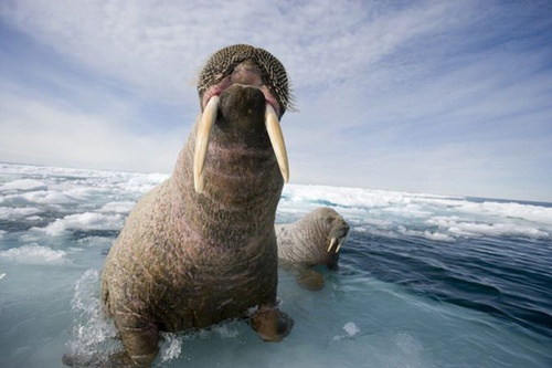 phoque 4 - Arctic Tale