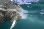 phoque 7 - Arctic Tale