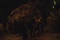 cloverfield 3 - Cloverfield (06-02-08)