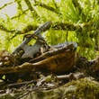 bilbo-le-hobbit-un-voyage-inattendu-jpg
