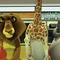 alex melman gloria dans le m  tro - Madagascar 