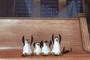 les pingouins d  masqu  s