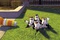 les pingouins