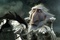 chasseurs de dragons 01 - Chasseurs de dragons