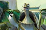 Tortue