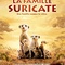 Affiche du film La Famille Suricate - La Famille Suricate 