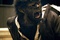 benicio del toro dans wolfman
