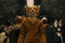 photo 3 du dessin animé fantactique maitre renard