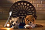 photo 8 du dessin animé fantactique maitre renard