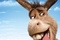 BANNER DONKEY 40x60 BD 31 copy