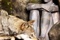 un loup passant devant freddie highmore