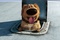 Dug, le chien