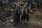 billy boyd dominic monaghan