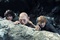elijah wood andy serkis sean astin - Le seigneur des anneaux : Le retour du roi
