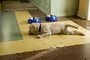chien-dans-marley-et-moi-jpg