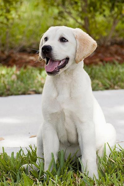 marley-le-chien-jpg