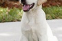 marley-le-chien-jpg