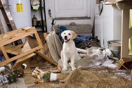 marley-le-chiot-jpg