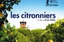 Affiche du film Les citronniers