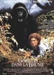Affiche du film Gorilles dans la brume