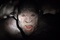 monstre du film the descent