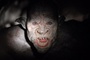 monstre du film the descent